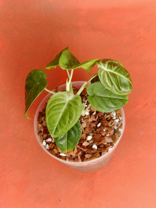 Syngonium Chiapense Frosted Heart