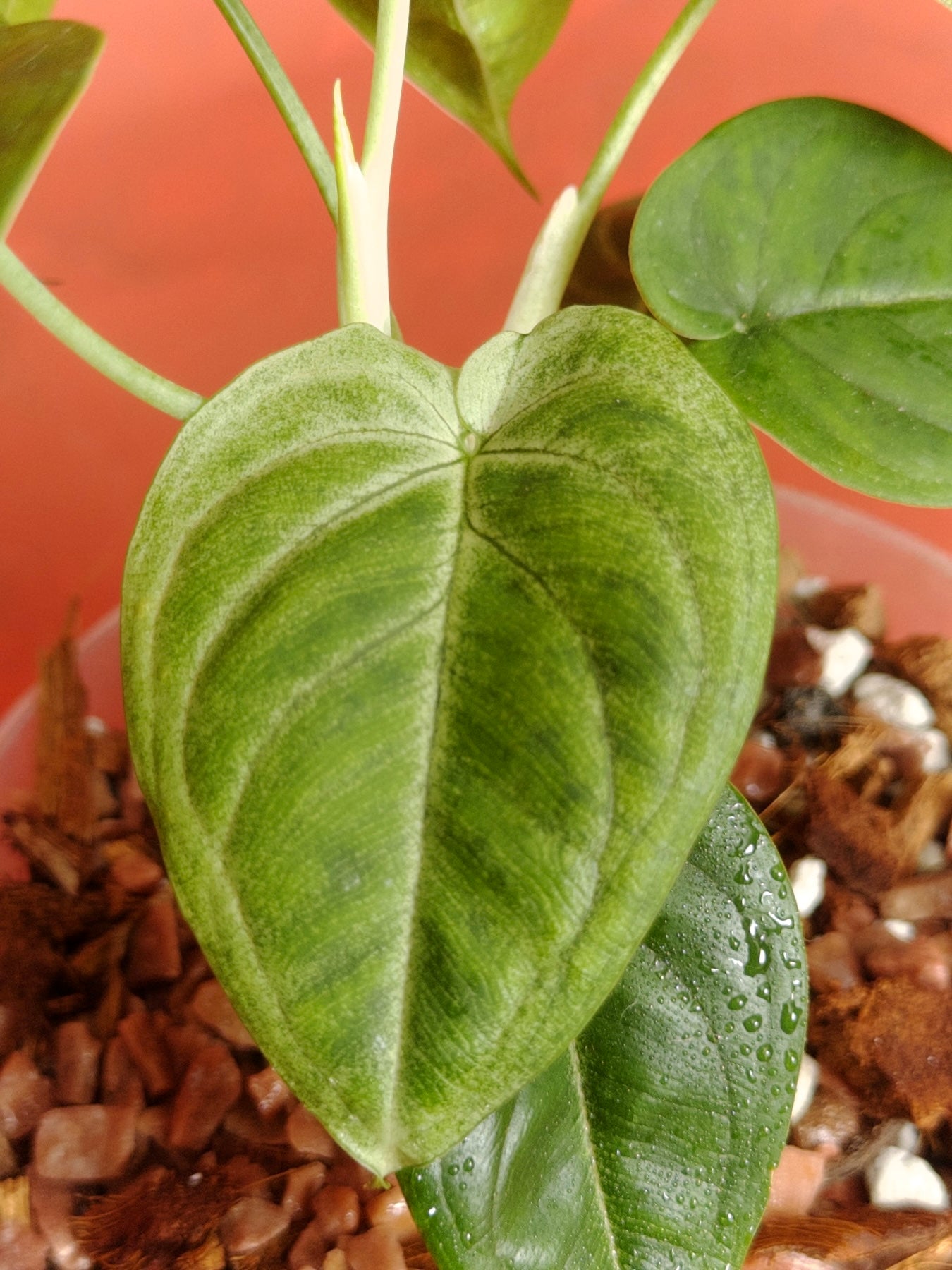 Syngonium Chiapense Frosted Heart