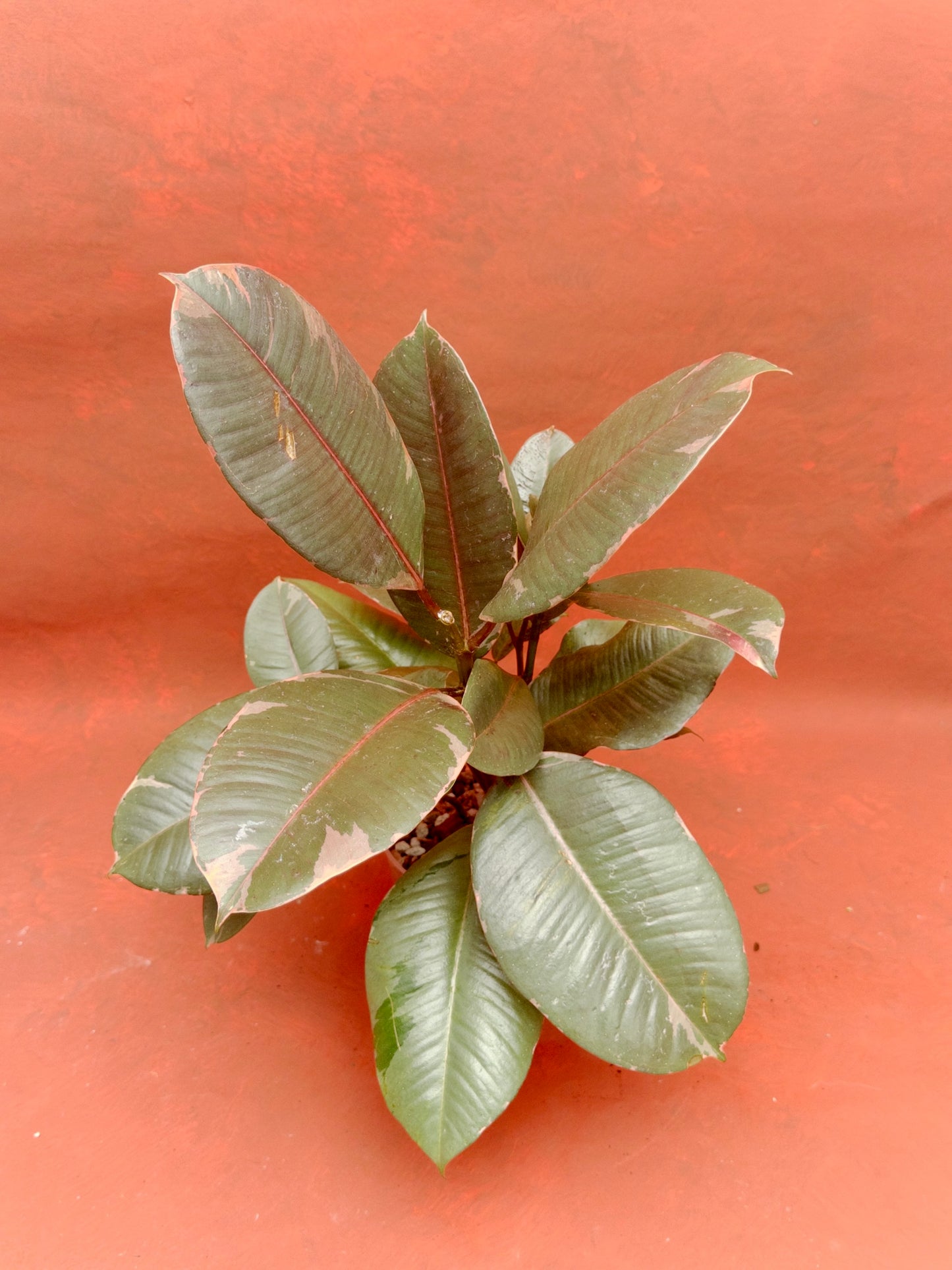 Ficus Ruby
