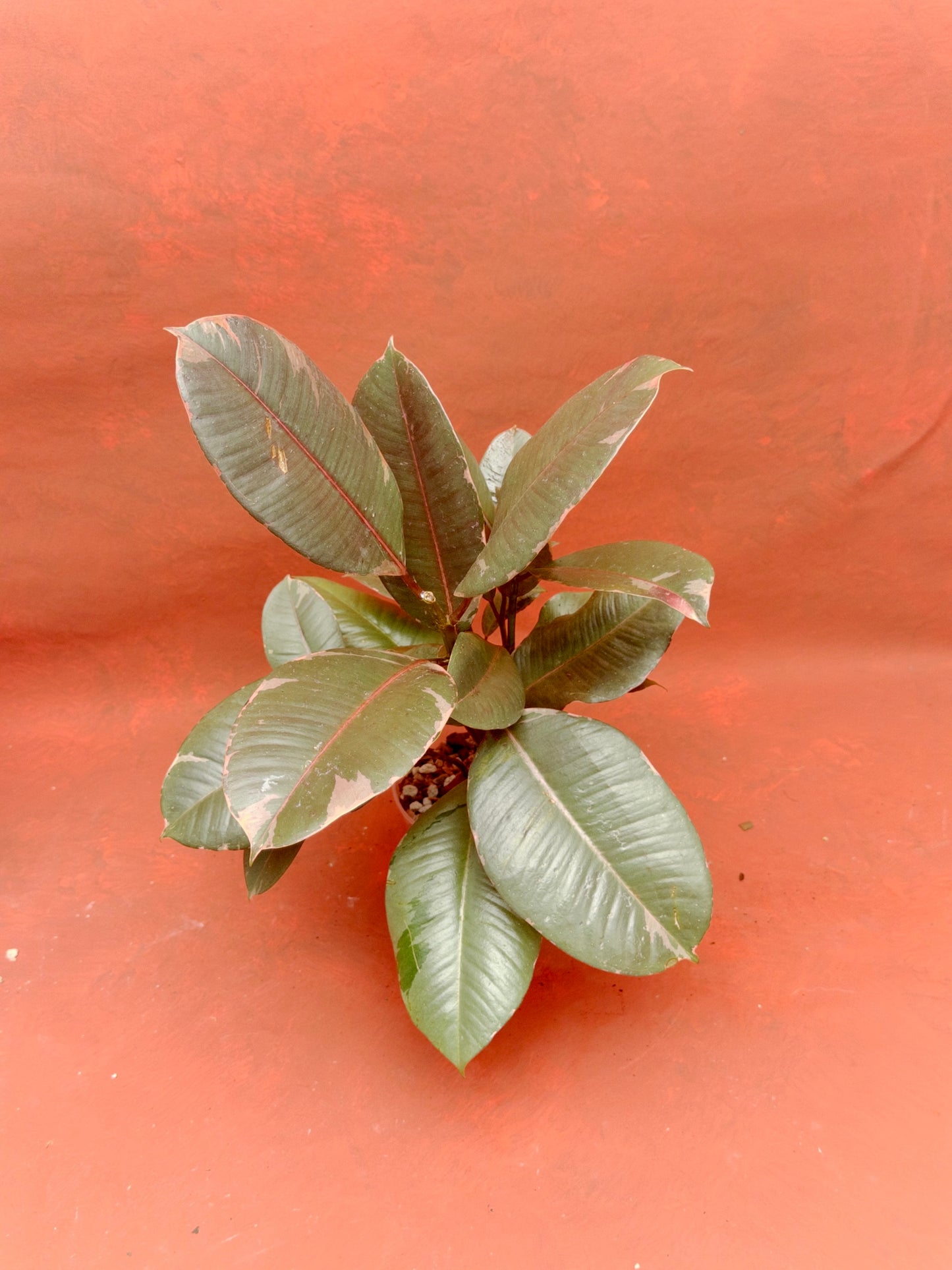 Ficus Ruby