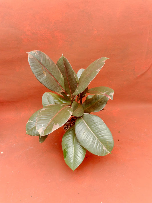 Ficus Ruby