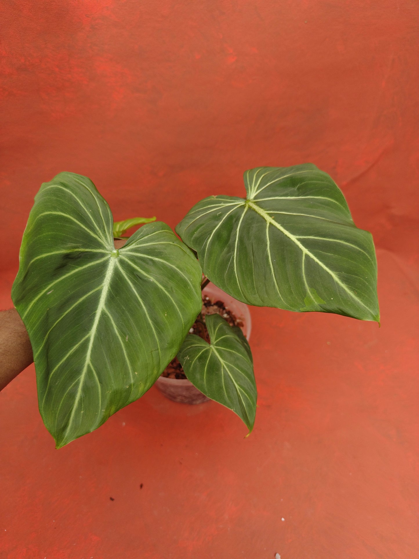 Philodendron Gloriosum