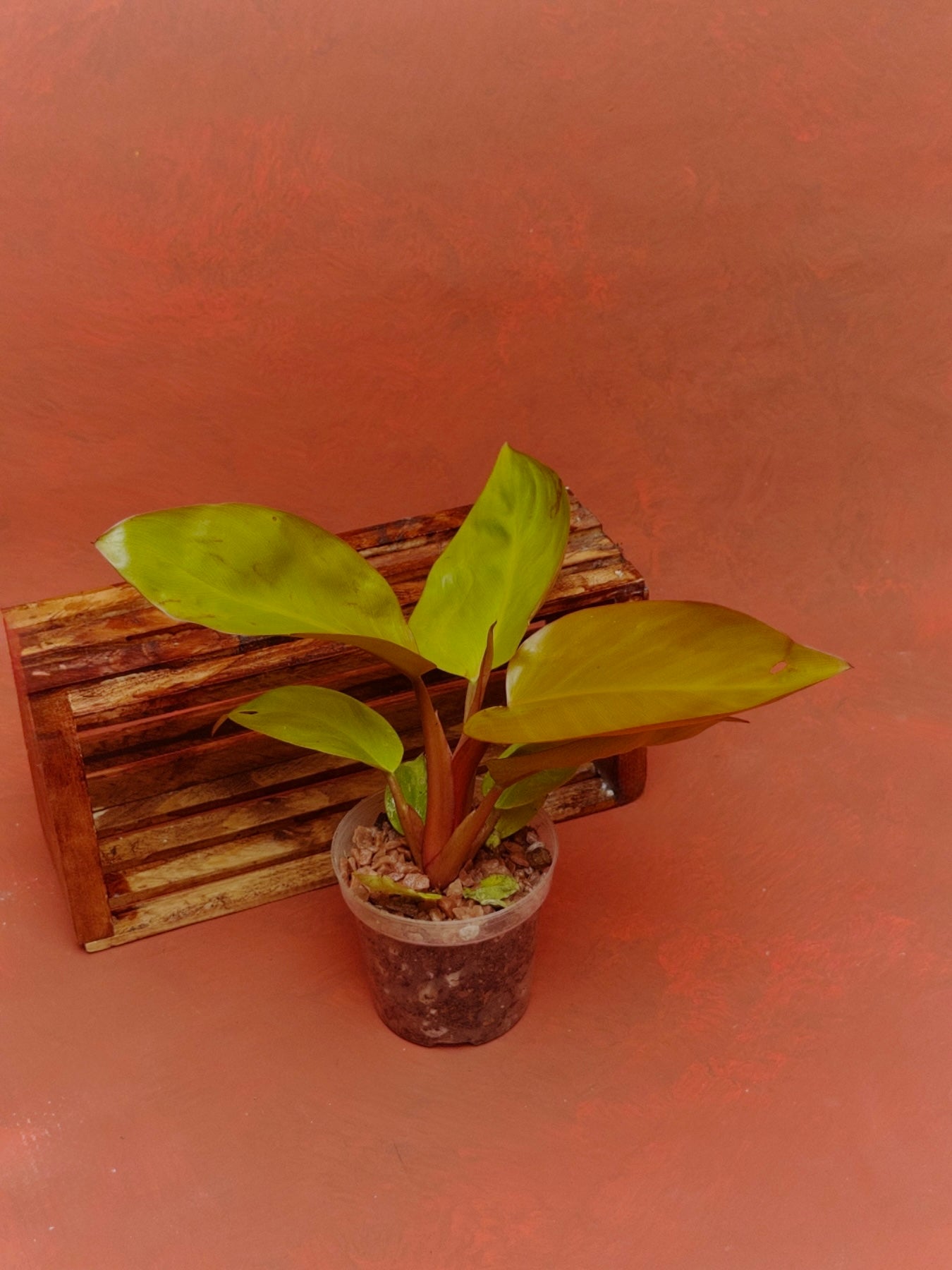 Philodendron Mars