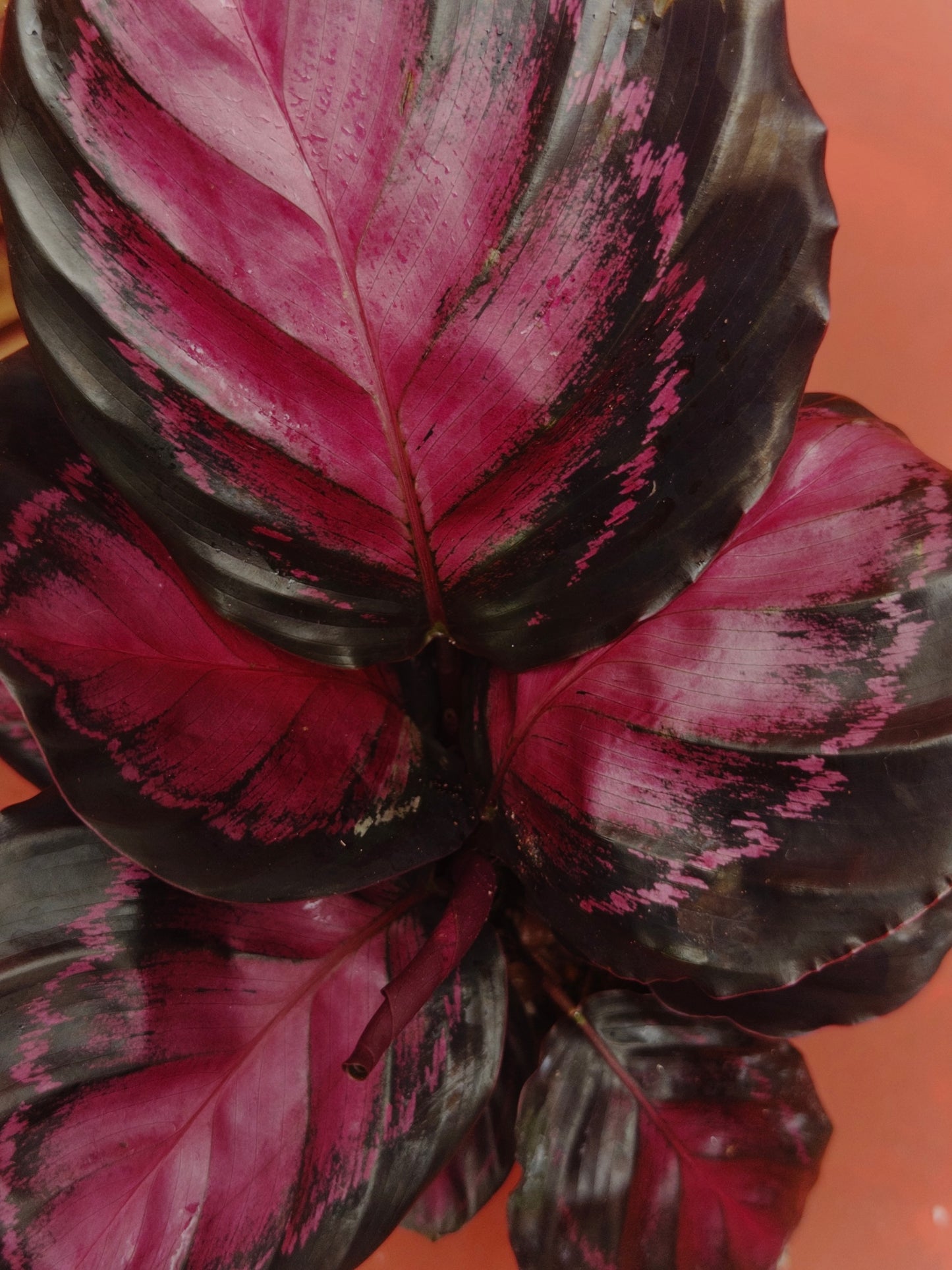Calathea Crimson
