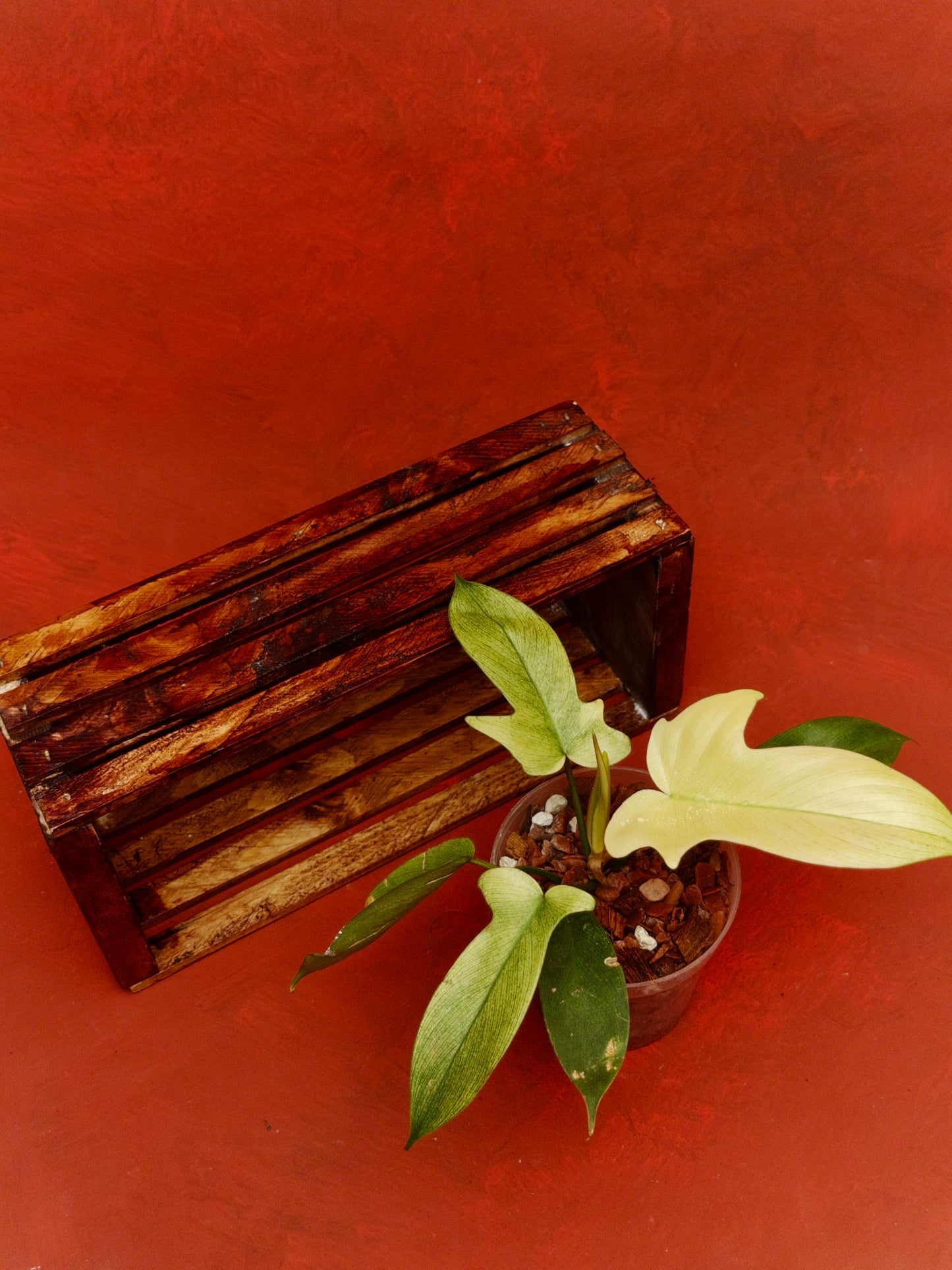 Philodendron Florida Ghost (Mint)