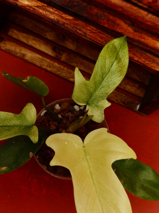 Philodendron Florida Ghost (Mint)