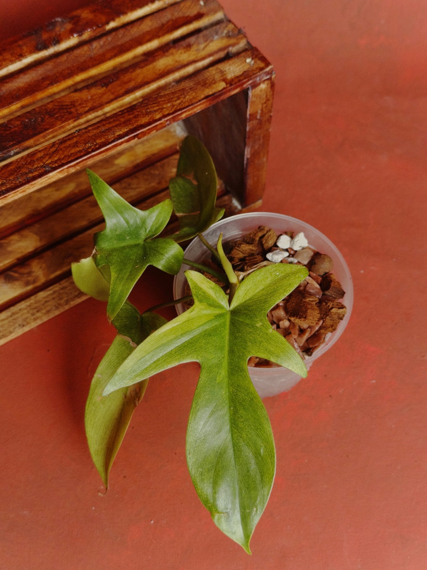 Philodendron Florida Ghost (Mint)