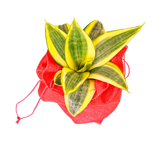 Snake Plant Golden Hahnii