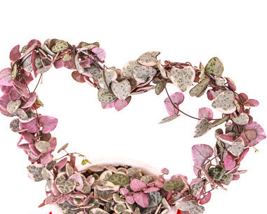 String of Hearts on Heart Trellis